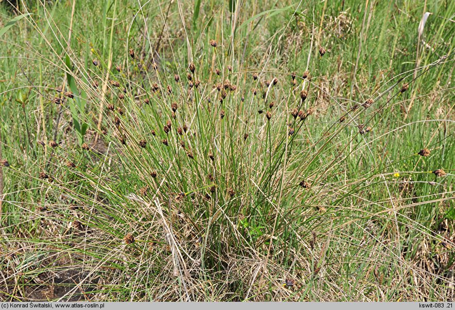 Schoenus nigricans (marzyca czarniawa)