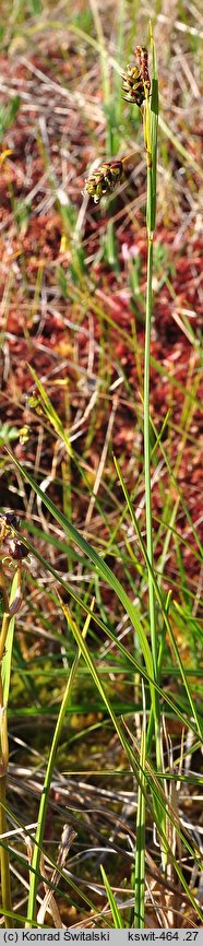 Carex magellanica ssp. irrigua (turzyca patagońska)