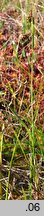 Carex magellanica ssp. irrigua (turzyca patagońska)