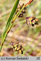Carex magellanica ssp. irrigua (turzyca patagoÅ„ska)