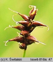 Carex dioica (turzyca dwupienna)
