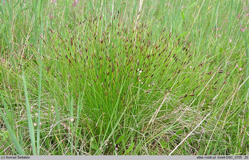 Schoenus ferrugineus (marzyca ruda)