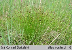 Schoenus ferrugineus (marzyca ruda)