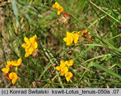 Lotus tenuis (komonica wąskolistna)