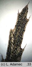 Utricularia ochroleuca (pÅ‚ywacz krÃ³tkoostrogowy)