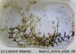 Utricularia ochroleuca (pływacz krótkoostrogowy)