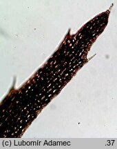 Utricularia stygia