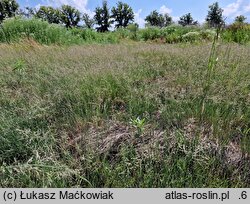 Chenopodio glauci-Puccinellietum - zespół komosy sinej i mannicy odstającej