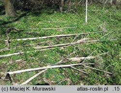 Heracleum sosnowskyi (barszcz Sosnowskiego)