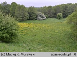 Trollius europaeus (pełnik europejski)