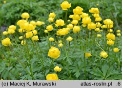 Trollius europaeus (pełnik europejski)