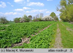 Heracleum sosnowskyi (barszcz Sosnowskiego)