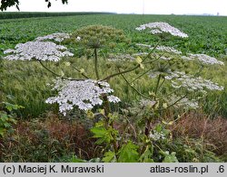 Heracleum sosnowskyi (barszcz Sosnowskiego)