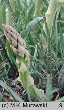 Asparagus officinalis (szparag lekarski)