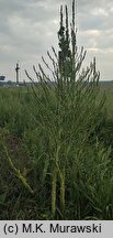 Asparagus officinalis (szparag lekarski)