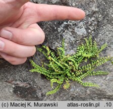 Asplenium adulterinum (zanokcica serpentynowa)