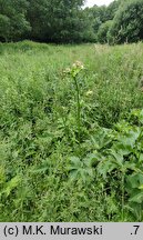 Trollius europaeus (pełnik europejski)