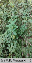 Berberis vulgaris (berberys zwyczajny)