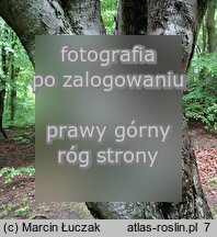 Sorbus intermedia (jarząb szwedzki)