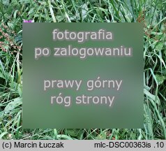 Centaurea phrygia (chaber austriacki)