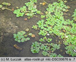 Ludwigia peploides