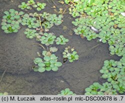 Ludwigia peploides