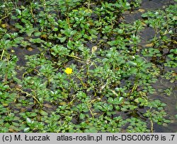 Ludwigia peploides