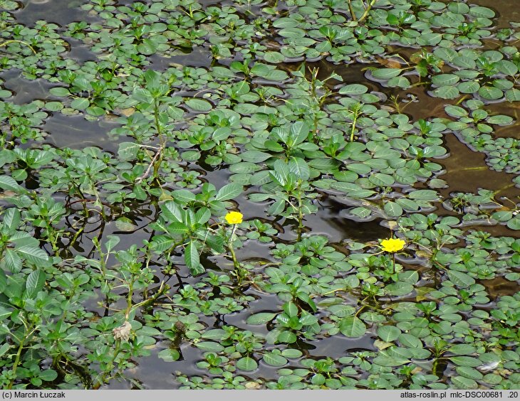 Ludwigia peploides