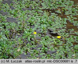 Ludwigia peploides