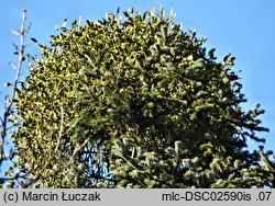 Viscum album ssp. abietis (jemioła pospolita jodłowa)