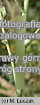 Lactuca tatarica (sałata tatarska)
