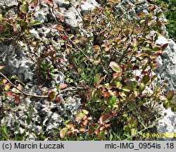 Cotoneaster integerrimus (irga pospolita)