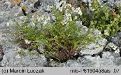Galium cracoviense (przytulia krakowska)
