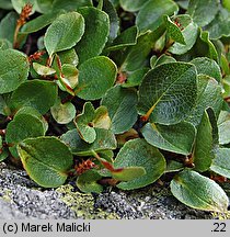 Salix herbacea (wierzba zielna)