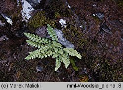 Woodsia alpina (rozrzutka alpejska)