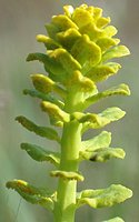 Euphorbia cypharissias