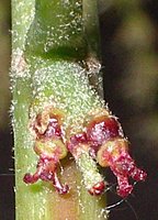 Quercus rubra (dÄ…b czerwony)