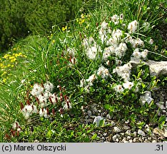Salix alpina (wierzba alpejska)
