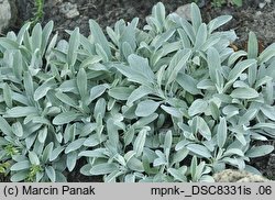 Veronica spicata ssp. incana (przetacznik kłosowy siwy)