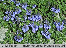 Veronica liwanensis (przetacznik turecki)