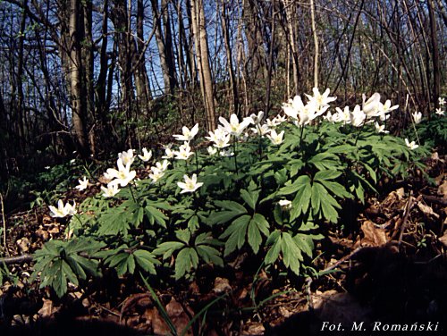 Anemone nemorosa