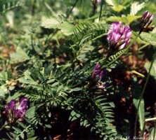 Astragalus danicus