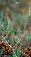 Carex chordorhiza