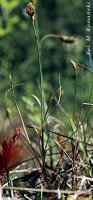 Carex chordorhiza