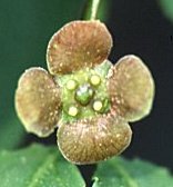 Euonymus verrucosa (trzmielina brodawkowata)