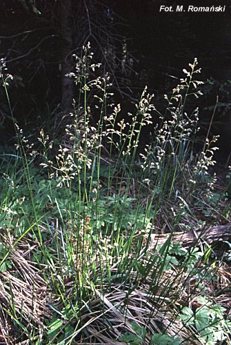 Hierochloe australis (turÃ³wka leÅ›na)