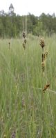 Carex buxbaumii agg. (turzyca Buxbauma agg.)