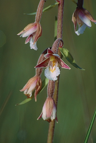 Epipactis palustris (kruszczyk błotny)