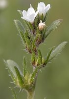 Lithospermum arvense (nawrot polny)