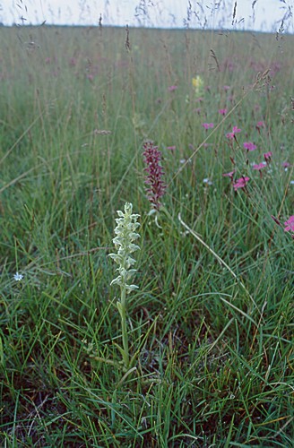 Orchis coriophora f. alba